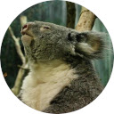 Koala Wallpaper New Tab  screen for extension Chrome web store in OffiDocs Chromium