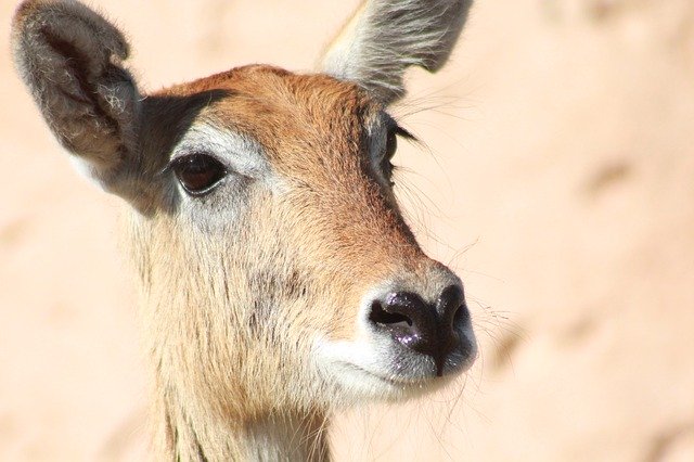 Free download Kobus Leche Lechwe Antelope -  free photo or picture to be edited with GIMP online image editor