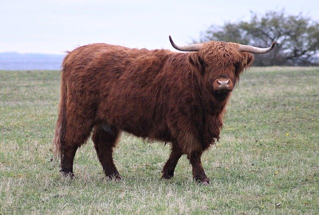 Téléchargement gratuit Ko Cow Bull Highland - photo ou image gratuite à éditer avec l'éditeur d'images en ligne GIMP
