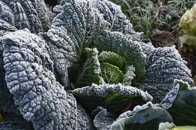 Free download Kohl Garden Vegetables -  free photo or picture to be edited with GIMP online image editor