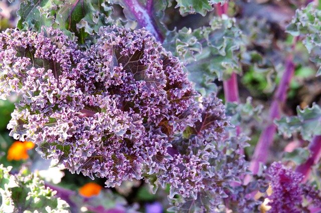 Скачать бесплатно Kohl Purple Buga - бесплатное фото или изображение для редактирования с помощью онлайн-редактора изображений GIMP