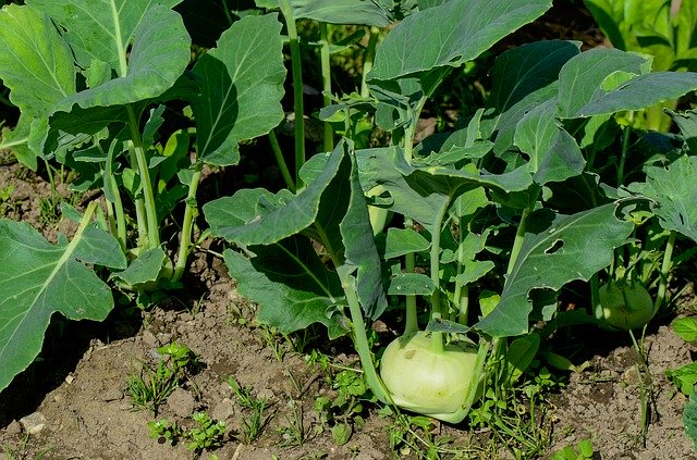 Free download Kohlrabi Garden Vegetables -  free photo or picture to be edited with GIMP online image editor