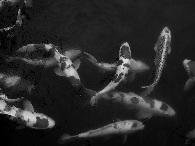 Free download Koi Carp Coy -  free photo or picture to be edited with GIMP online image editor