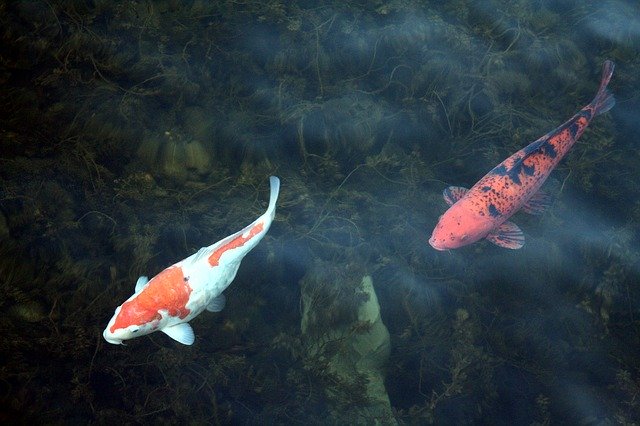 Free download Koi Carp Duisburg Inner -  free photo or picture to be edited with GIMP online image editor