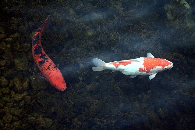 Descărcare gratuită Koi Carp Port Motifs - fotografie sau imagini gratuite pentru a fi editate cu editorul de imagini online GIMP