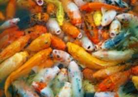 Free download Koi Feeding Frenzy free photo or picture to be edited with GIMP online image editor
