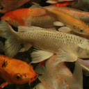 Koi Fish  screen for extension Chrome web store in OffiDocs Chromium