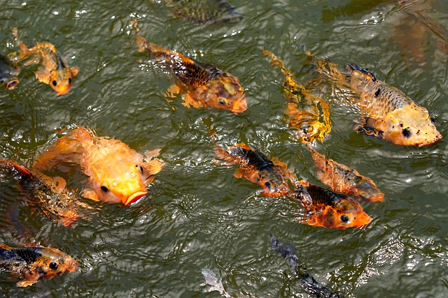 Free download koi fishes animals japanese fishes free picture to be edited with GIMP free online image editor