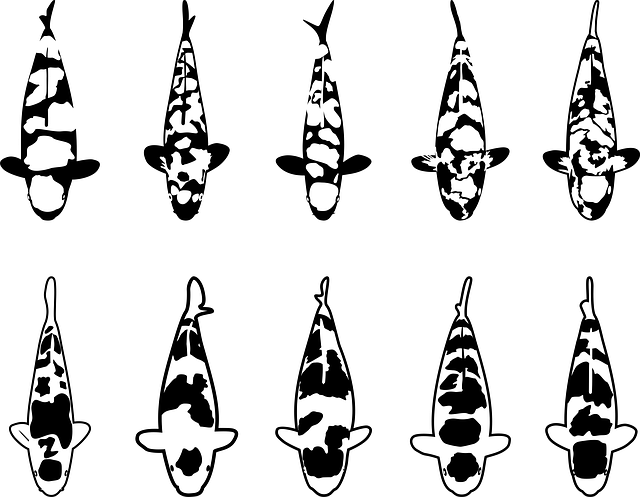 Free download Koi Fish Pond Freshwater -  free illustration to be edited with GIMP free online image editor