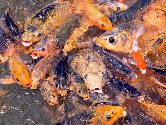 Free download koi marine species fresh water fish free picture to be edited with GIMP free online image editor