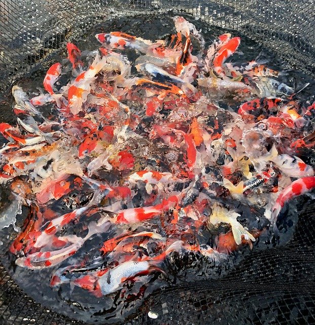Free download Koi Pond Fish -  free photo or picture to be edited with GIMP online image editor