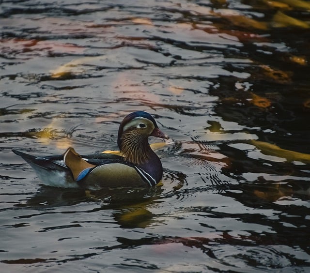 Free graphic koi pond mandarin duck bird duck to be edited by GIMP free image editor by OffiDocs