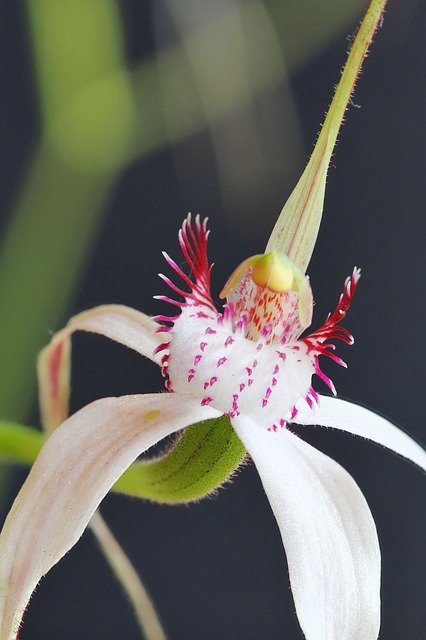 Muat turun percuma Kojonup ChristineS Spider Orchid - foto atau gambar percuma untuk diedit dengan editor imej dalam talian GIMP