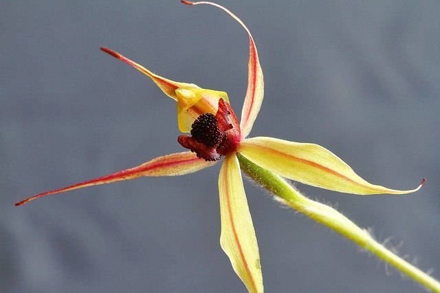 Descarga gratuita Kojonup Leaping Spider Orchid: foto o imagen gratuita para editar con el editor de imágenes en línea GIMP