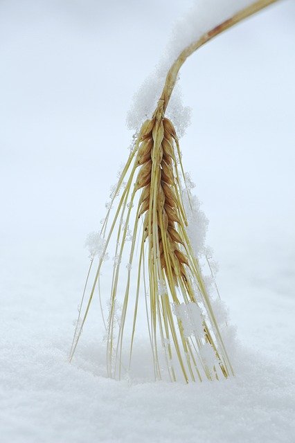 Free download Kolos Snow Grain -  free photo or picture to be edited with GIMP online image editor