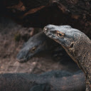 Komodo Dragon  screen for extension Chrome web store in OffiDocs Chromium