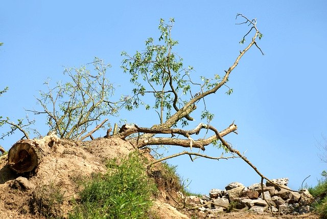 Descărcare gratuită Konar Tree Nature - fotografie sau imagine gratuită pentru a fi editată cu editorul de imagini online GIMP