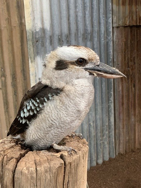 Free download Kookaburra Dacelo Novaeguineae -  free photo or picture to be edited with GIMP online image editor