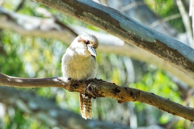 Unduh gratis Kookaburra Young Bird - foto atau gambar gratis untuk diedit dengan editor gambar online GIMP