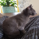 Korat cat wallpaper  screen for extension Chrome web store in OffiDocs Chromium