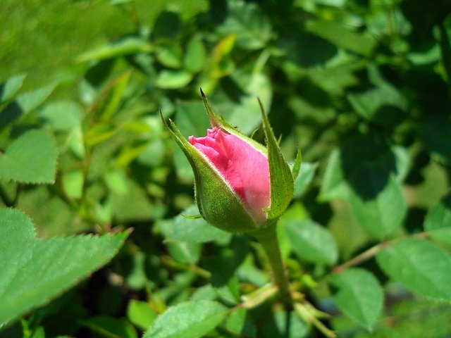 تنزيل Kordana Mini Rose مجانًا - صورة أو صورة مجانية ليتم تحريرها باستخدام محرر الصور عبر الإنترنت GIMP
