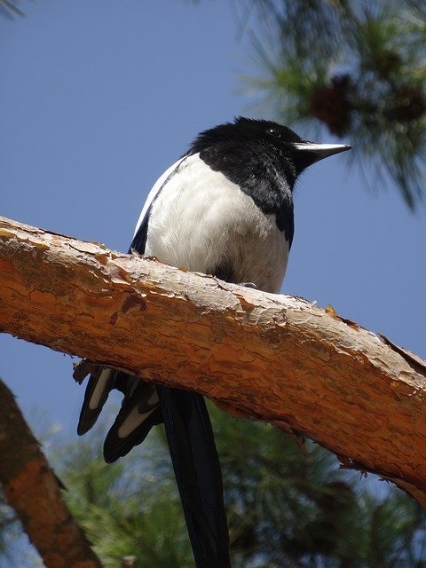 Descărcare gratuită Korea Bird Nature - fotografie sau imagini gratuite pentru a fi editate cu editorul de imagini online GIMP