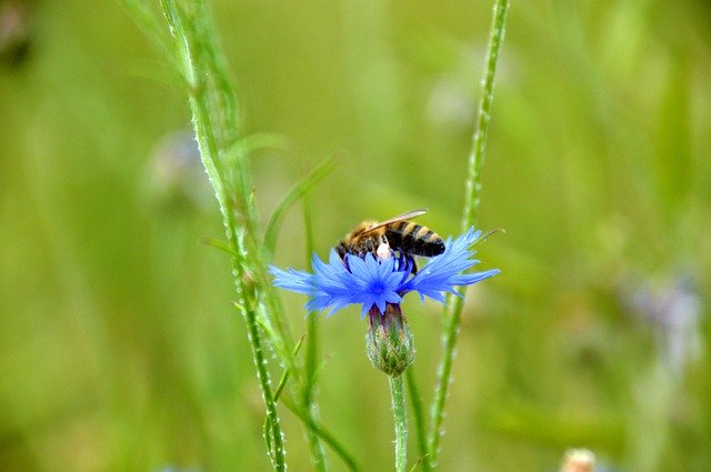 Free download Kornblume Biene Natur -  free photo or picture to be edited with GIMP online image editor