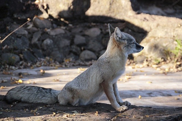 Ücretsiz indir Korsak Fuchs Animal - GIMP çevrimiçi resim düzenleyici ile düzenlenecek ücretsiz fotoğraf veya resim