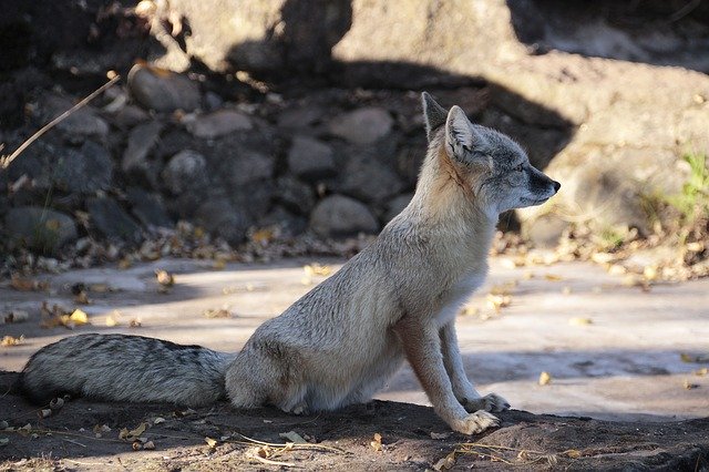 Bezpłatne pobieranie Korsak Fuchs Animal - bezpłatne zdjęcie lub obraz do edycji za pomocą internetowego edytora obrazów GIMP