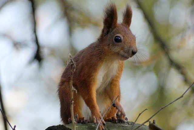 Free download Kraków The Squirrel Park -  free photo or picture to be edited with GIMP online image editor