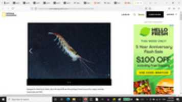 Free download KRILL free photo or picture to be edited with GIMP online image editor