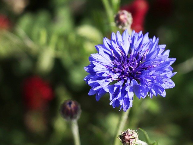 বিনামূল্যে ডাউনলোড করুন Kronblume Blue Nature - বিনামূল্যে ছবি বা ছবি GIMP অনলাইন ইমেজ এডিটর দিয়ে সম্পাদনা করতে হবে