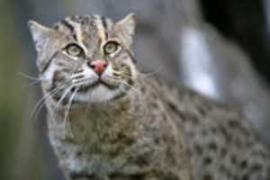 Free download Kucing Batu Atau Marbled Cat free photo or picture to be edited with GIMP online image editor