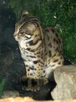 Free download Kucing Congkok Atau Leopard Cat free photo or picture to be edited with GIMP online image editor