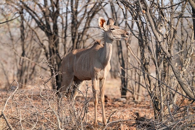 Free download kudu antelope africa wildlife free picture to be edited with GIMP free online image editor