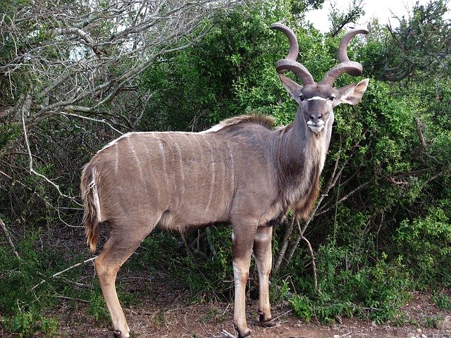 免费下载 Kudu Bock Animal - 可使用 GIMP 在线图像编辑器编辑的免费照片或图片