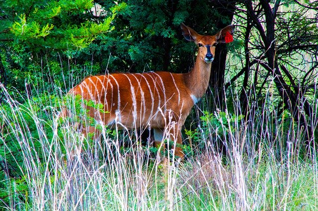 Descarga gratuita Kudu Buck Wildlife: foto o imagen gratuita para editar con el editor de imágenes en línea GIMP