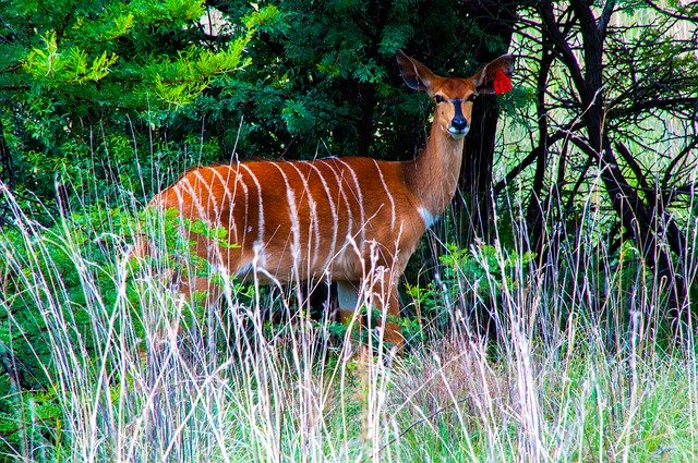 免费下载 Kudu Buck Wildlife - 可使用 GIMP 在线图像编辑器编辑的免费照片或图片