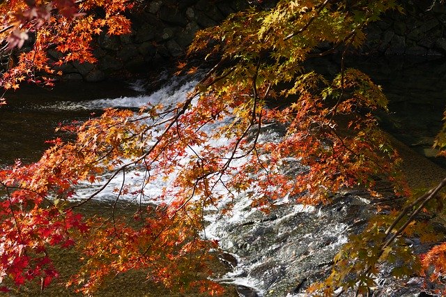 Free download Kyoto Foliage Autumn Color -  free photo or picture to be edited with GIMP online image editor