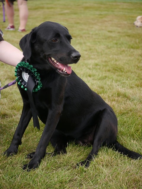 Free download lab labrador dog canine black pet free picture to be edited with GIMP free online image editor