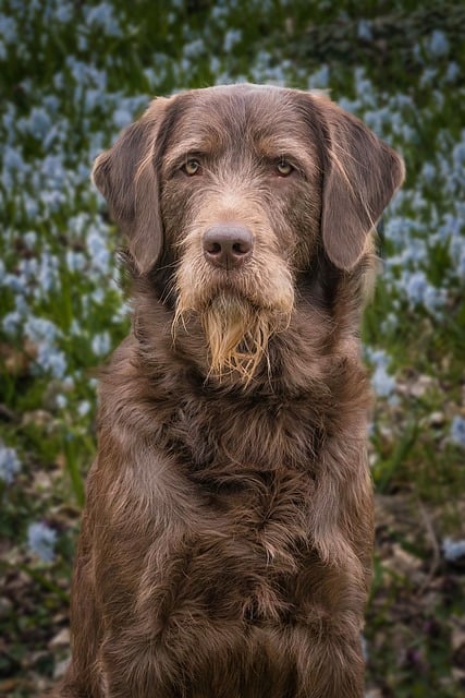 Free download labradoodle dog pet canine free picture to be edited with GIMP free online image editor