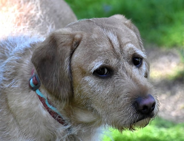 Free download labradoodle dog pet puppy canine free picture to be edited with GIMP free online image editor