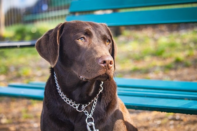 Free download labrador dog head face eyes free picture to be edited with GIMP free online image editor