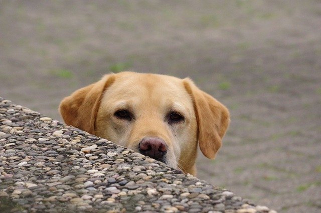 Free download Labrador Dog Pet -  free photo or picture to be edited with GIMP online image editor