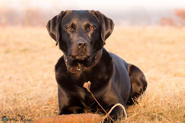Gratis download labrador hond huisdier hond dier gratis foto om te bewerken met GIMP gratis online afbeeldingseditor