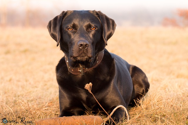 Free download labrador dog pet canine animal free picture to be edited with GIMP free online image editor