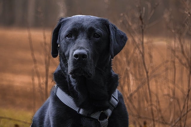 Free download labrador labrador retriever free picture to be edited with GIMP free online image editor