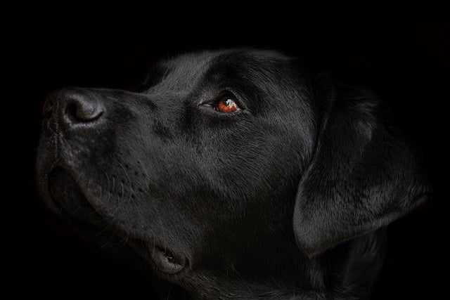GIMP ücretsiz çevrimiçi resim düzenleyiciyle düzenlenecek ücretsiz indir labrador av köpeği siyah köpek ücretsiz resmi