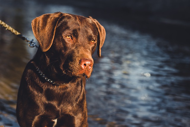 Free download labrador retriever chocolate lab dog free picture to be edited with GIMP free online image editor