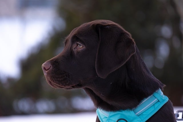 Free download labrador retriever dog animal puppy free picture to be edited with GIMP free online image editor